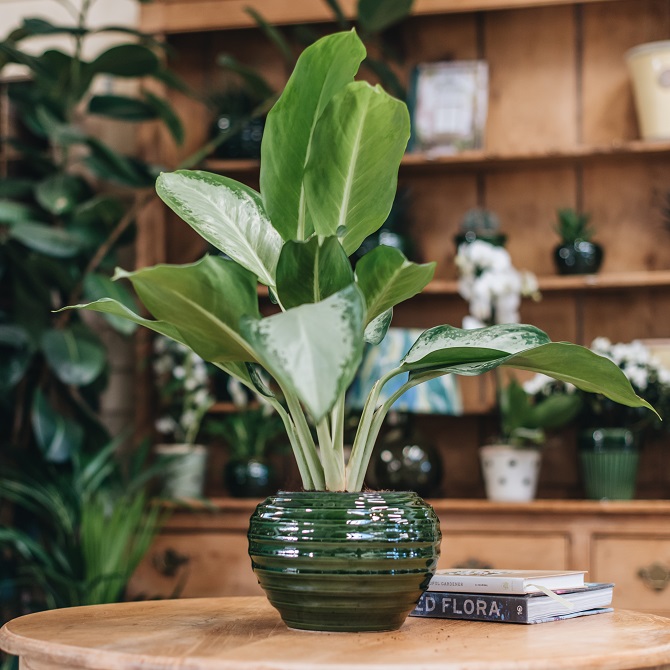 Một cây hút mùi giúp tạo ra không gian thoải mái và thông thoáng trong căn nhà của bạn. Hãy cùng xem hình ảnh về những cây hút mùi đẹp, giúp cho không khí trong nhà thật sạch và thơm ngát.