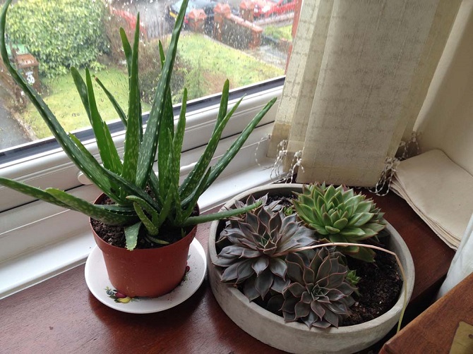 cay-gi-hut-mui-phong-bep-2 cây gì hút mùi nhà bếp 2