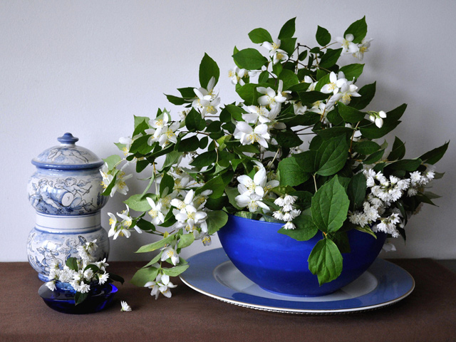 cay-trong-trong-nha-bep-hoa-nhai cây trồng trong nhà bếp - Hoa nhài