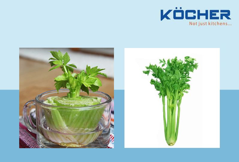 trong-cay-gia-vi-trong-bep-trong-can-tay Cây cần tây