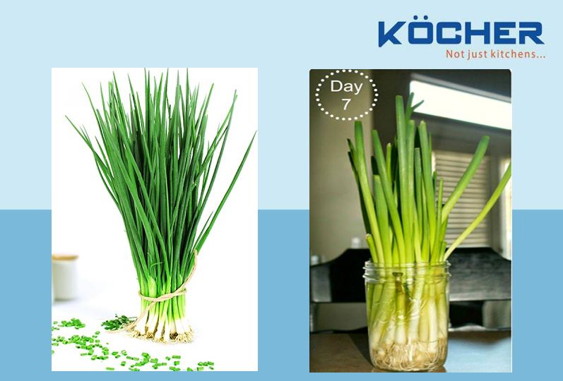 trong-cay-gia-vi-trong-bep-trong-hanh Trồng hành lá