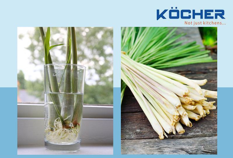 trong-cay-gia-vi-trong-bep-trong-sa Trồng sả