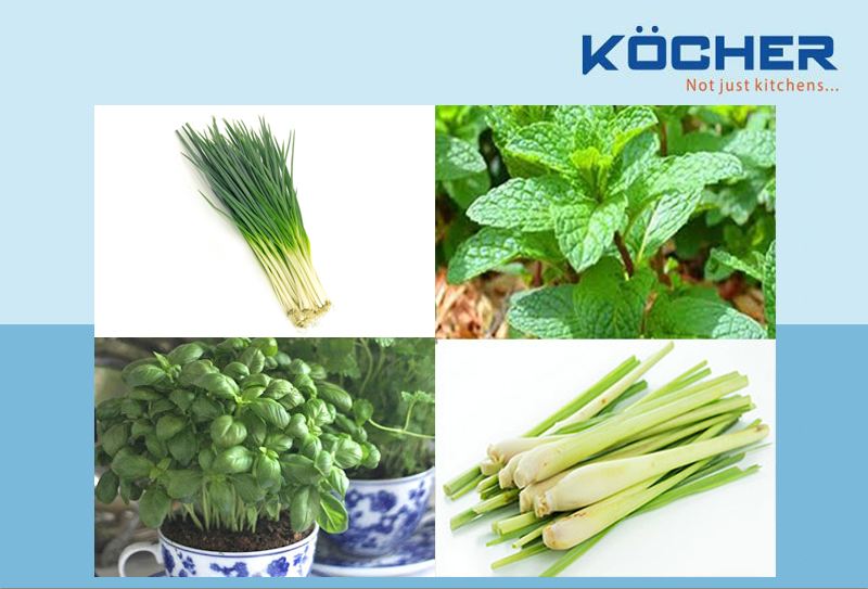 trong-cay-gia-vi-trong-bep